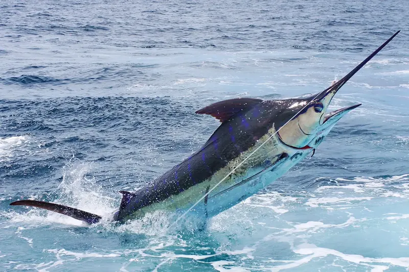 Blue Marlin