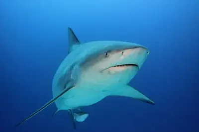 Bull Shark