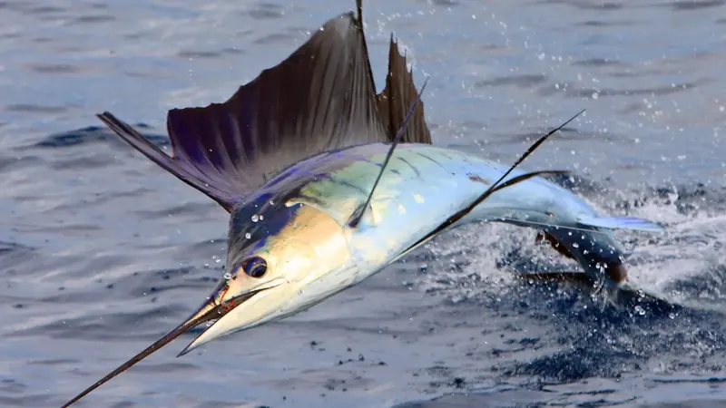 Sailfish
